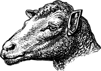 Vintage Farm Animals clipart, farmyard animal Illustrations, clipart for farmers, farm line drawings