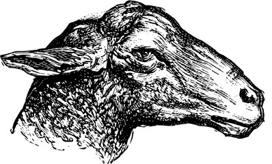 Vintage Farm Animals clipart, farmyard animal Illustrations, clipart for farmers, farm line drawings