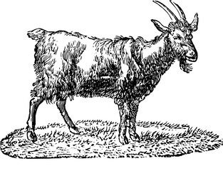 Vintage Farm Animals clipart, farmyard animal Illustrations, clipart for farmers, farm line drawings