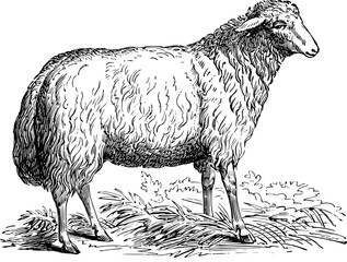 Vintage Farm Animals clipart, farmyard animal Illustrations, clipart for farmers, farm line drawings