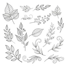 Elegant Botanical Line Art Leaves, Swirls, and Floral Elements Collection