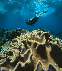 Snorkeler explores vibrant Mushroom leather corals or Sarcophyton glaucum formations in Apo Island...