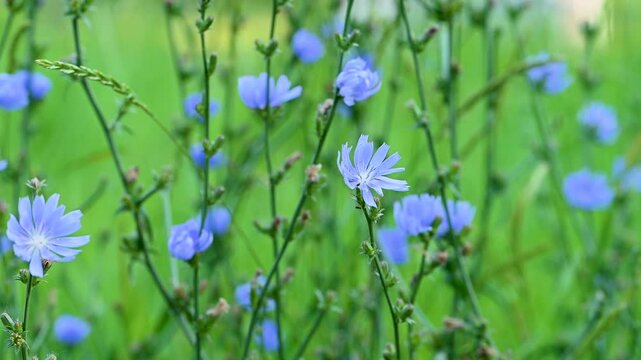 video of chicory flowers in a meadow