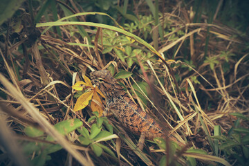 An Oriental garden lizard or Calotes versicolor blending into its natural habitat among grass and...