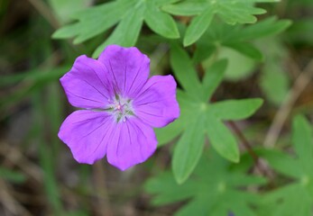 Fleur violette de G&eacute;ranium sanguin (Geranium sanguineum) s'&eacute;panouissant dans la nature