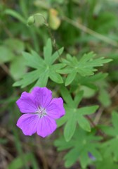 Fleur violette de G&eacute;ranium sanguin (Geranium sanguineum) s'&eacute;panouissant dans la nature