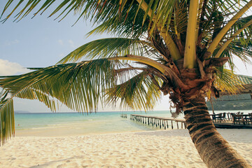 A tropical beach scene with a coconut tree and a pier extending into the clear ocean under a sunny sky, in Koh Rong Sanloem, Sihanoukville, Cambodia