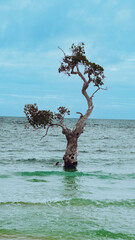 A solitary tall-stilt mangrove tree or Rhizophora apiculata stands in the shallow sea against a cloudy sky, creating a unique natural scene in Siquijor island in the Philippines