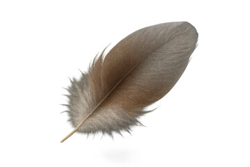 Delicate natural brown bird feather isolated on transparent background