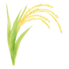 緑の葉の稲穂１束のイラスト