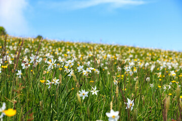 Fototapeta premium field of daffodils