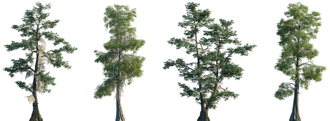 Set of Taxodium distichum (commonly known as bald cypress) trees and trees in moss isolated png on a transparent background perfectly cutout
