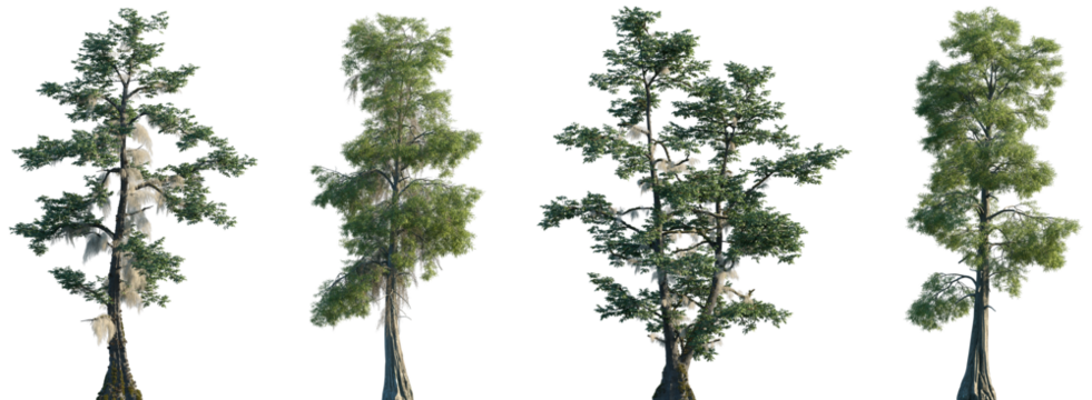 Set of Taxodium distichum (commonly known as bald cypress) trees and trees in moss isolated png on a transparent background perfectly cutout