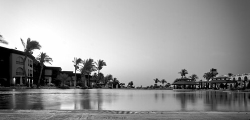 date palms grow near the pool