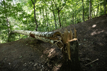 A broken birch tree lies fallen in a lush green forest