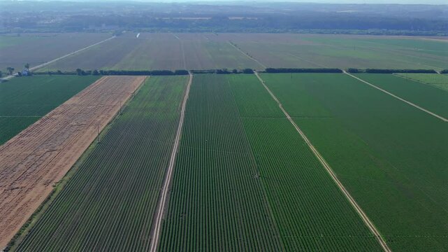 Aerial view of vast green crop fields divided into neat rectangular sections