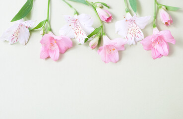 Delicate pink and white alstroemeria flowers arranged on pale background. Minimalist floral composition for spring, wedding or greeting designs. Copy space, flat lay