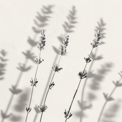 minimalist and artistic photograph of lavender stems with soft shadows cast on a clean, monochromatic background. It embodies simplicity, elegance, and natural beauty