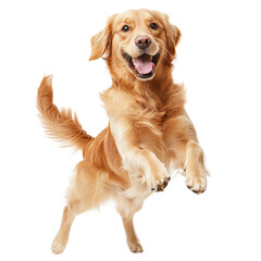 Golden Retriever Joy: A spirited golden retriever leaps mid-air, exuding boundless happiness and joy in a moment of pure, unadulterated canine delight. 