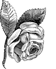 Rustic Flower Clipart – Vintage Botanical