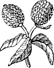 Rustic Flower Clipart – Vintage Botanical
