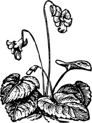 Rustic Flower Clipart – Vintage Botanical