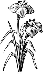 Rustic Flower Clipart – Vintage Botanical