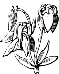 Rustic Flower Clipart – Vintage Botanical