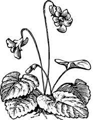 Rustic Flower Clipart – Vintage Botanical