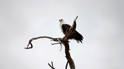 African fish eagle in the Okavango delta