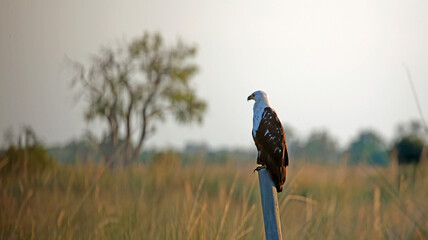 African fish eagle in the Okavango delta