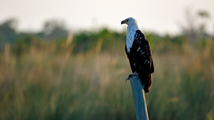 African fish eagle in the Okavango delta