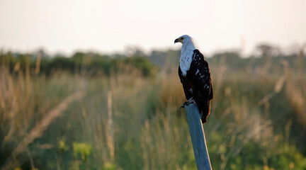 African fish eagle in the Okavango delta