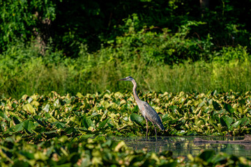 Great Blue Heron
