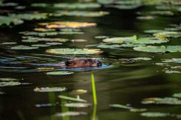 Beaver in the pond