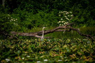 Fototapeta premium Great Blue Heron