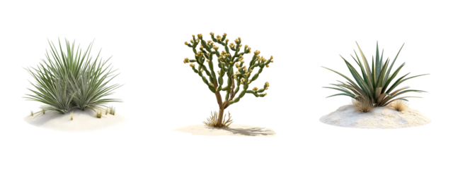 Collection of desert plants isolated on transparent background, cut out