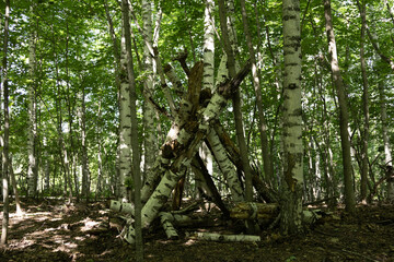 Several birch logs are arranged in a teepee shape in a sunlit forest