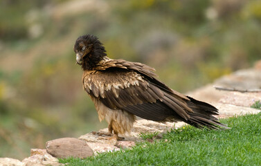Gypaète barbu,Gypaetus barbatus, Bearded Vulture, Pyrénées