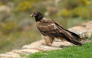 Gypaète barbu,Gypaetus barbatus, Bearded Vulture, Pyrénées