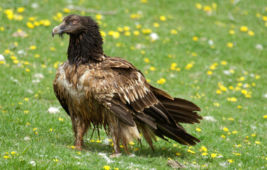 Gypaète barbu,Gypaetus barbatus, Bearded Vulture, Pyrénées