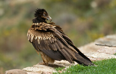 Gypaète barbu,Gypaetus barbatus, Bearded Vulture, Pyrénées