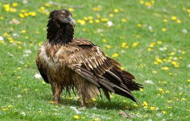 Gypaète barbu,Gypaetus barbatus, Bearded Vulture, Pyrénées