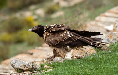 Gypaète barbu,Gypaetus barbatus, Bearded Vulture, Pyrénées