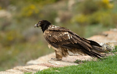 Gypaète barbu,Gypaetus barbatus, Bearded Vulture, Pyrénées