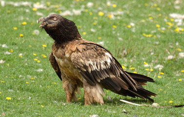 Gypaète barbu,Gypaetus barbatus, Bearded Vulture, Pyrénées