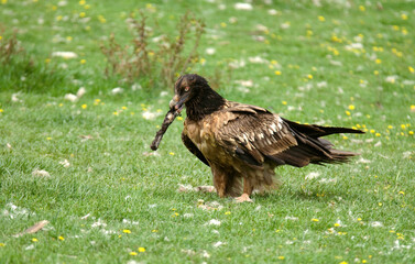 Gypaète barbu,Gypaetus barbatus, Bearded Vulture, Pyrénées