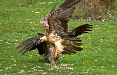 Gypaète barbu,Gypaetus barbatus, Bearded Vulture, Pyrénées