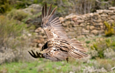 Gypaète barbu,
Gypaetus barbatus, Bearded Vulture, Pyrénées
