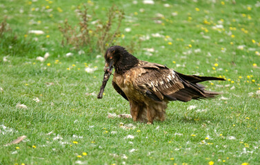 Gypaète barbu,
Gypaetus barbatus, Bearded Vulture, Pyrénées